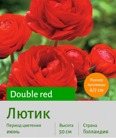  Лютик (Ranunculus) Double red